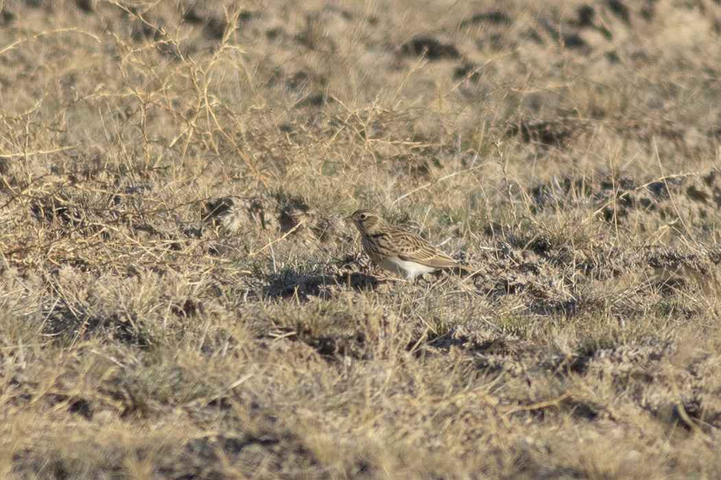 Eurasian Skylark